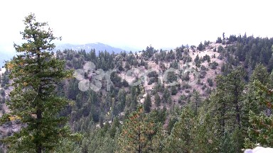 (Prefect Loop) Sun-soaked Beach Break MountainWindy Bird-Chirping Forest Valley