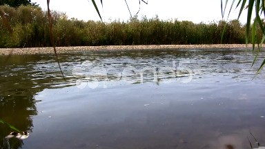 (Prefect Loop) Creekside Wetland Waterflow Shot