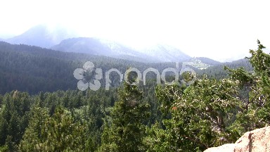 (Seamless Loop) Forested Hills Great Home For Birds