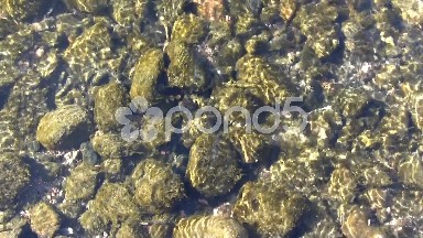 (Seamless Looping) Algae Covering Rocky River