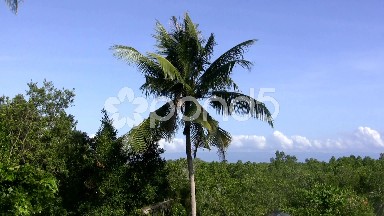 (Seamless Looping) Relax with Palm Tropical Breeze