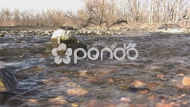 (Seamless Loop) Early Spring Barren Creek