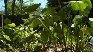 (Timelapse) Close-Up Footage of Garden with Sunrise
