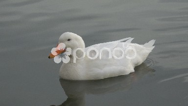 White Duck Swimming