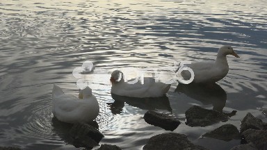 Three White Ducks by the Water Edge