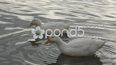 Two White Ducks Swimming