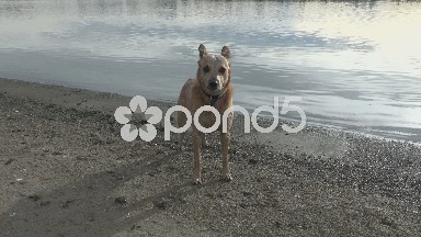 Dog Whinning Near Beach Edge