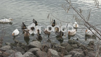 Group of Ducks Found at the Rocky Shore