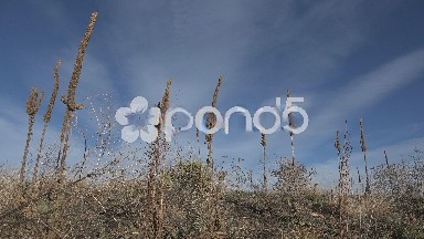 Tall Western Weeds In Windy Sun