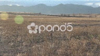 Dog Running Through Field Towards Camera