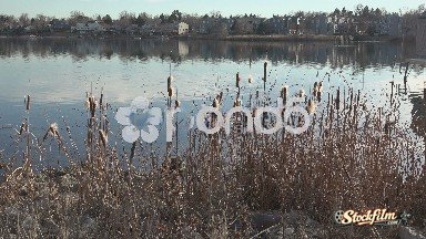 Cattails Over Lake In High Vantage Point