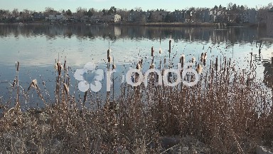 Cattails Over Lake In High Vantage Point