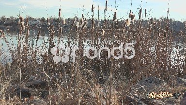 Cattails Over Lake In Low Vantage Point