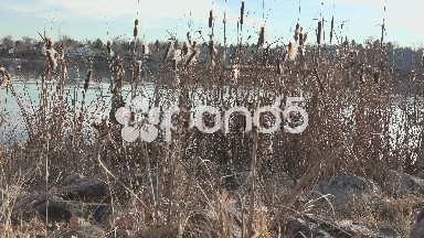Cattails Over Lake In Low Vantage Point
