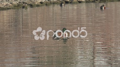 Ducks Swimming Morning Session