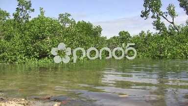 (timelapse) Jungle Swamp Marsh Ocean Area