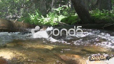 (timelapse) Tree Blocking Mountain Creek Flow