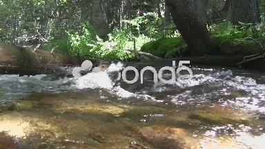 (timelapse) Tree Blocking Mountain Creek Flow