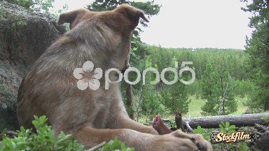 Bailey, Colorado, United States: (Timelapse) Dog Looking Into Distance Then Eating Bone