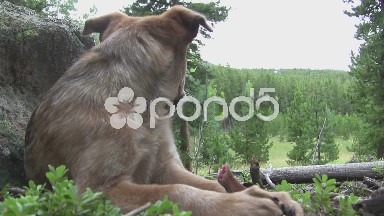 (Timelapse) Dog Looking Into Distance Then Eating Bone