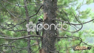 (Timelapse) Woodpecker Working on Pine Tree