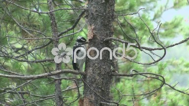 (Timelapse) Woodpecker Working on Pine Tree