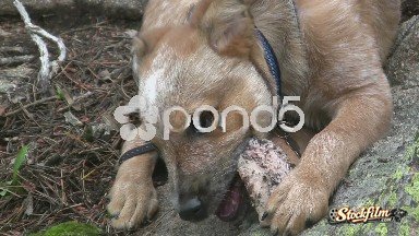 Pine Junction, Colorado - (Timelapse) Closeup Puppy Growling on Bone