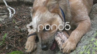 (Timelapse) Closeup Puppy Grawning on Bone