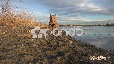 Central City, Colorado: Dog Running Towards Camera