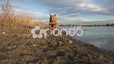 Dog Running Towards Camera