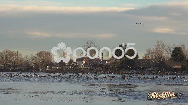 Aurora, Colorado: Geese Landing All At Once Shot
