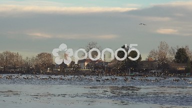 Geese Landing All At Once Shot