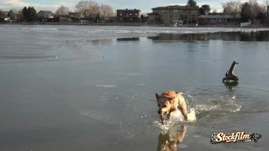 Arvada, Colorado: Dog Turning Back Stick From Thin Ice