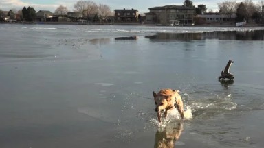 Dog Turning Back Stick From Thin Ice