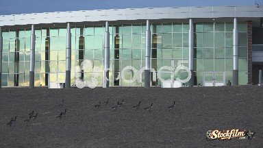 Geese at Urban Lakeside with City Buildings