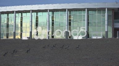 Unwanted Geese Invading