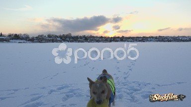 Nederland, Colorado - Playful Dog On Frozen Lake