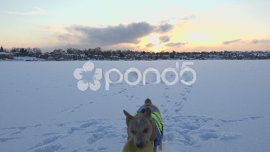 Playful Dog On Frozen Lake