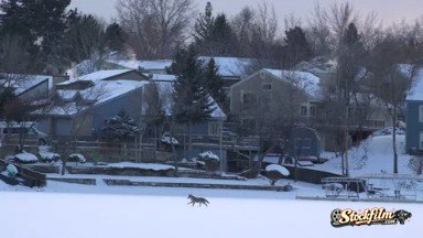 Frisco, Colorado, United States: Coyote Running In Frozen Outdoor