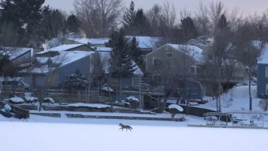 Coyote Running In Frozen Outdoor