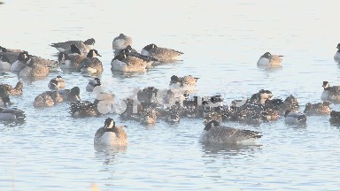 Ball of Ducks in Winter