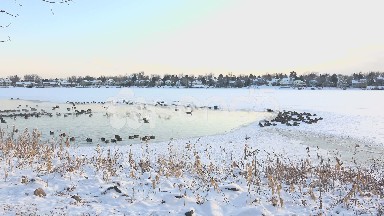 Birds In Frozen Hotspring