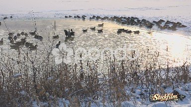 Westminster, Colorado, United States: Geese in Hotspring Close-up View