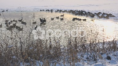 Geese in Hotspring Close-up View