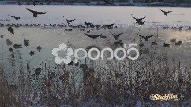 Westminster, Colorado, United States: Geese Landing Shot