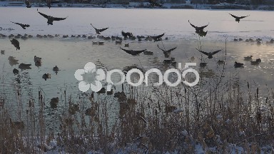 Geese Landing Shot