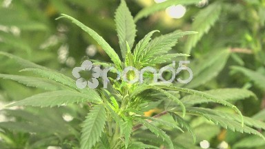 Cannabis Marijuana Plant Detail