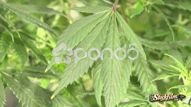 Denver, Colorado, United States: Close-up Marijuana Leaves