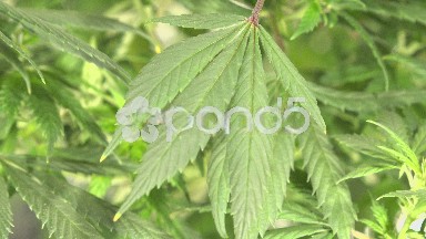 Close-up Marijuana Leaves