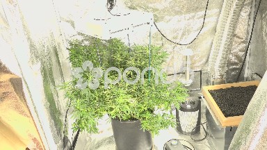 Marijuana Grows Indoor